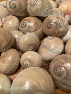 many shells are arranged on a wooden surface with one shell facing the camera and another in the background