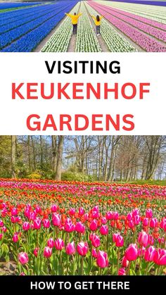 tulips and other flowers with the words visiting keukenhof gardens how to get there