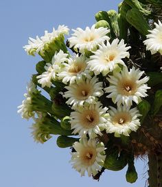 a bunch of flowers that are growing on a tree branch in the day time and blue sky