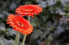 two bright orange flowers with green leaves in the backgrounnd and one red flower