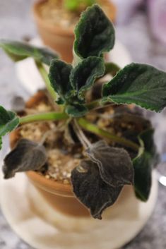 a close up of a small plant in a pot on a table with other plants