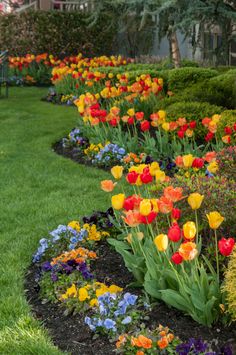 colorful flowers are growing in a garden bed