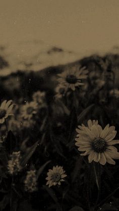 black and white photograph of flowers in the grass