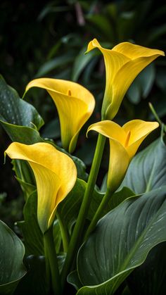 three yellow flowers with green leaves in the foreground and on the back ground are dark green foliage