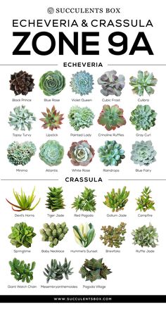 the different types of succulents are shown in this poster