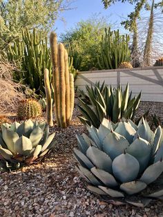 several different types of cactus plants in a garden