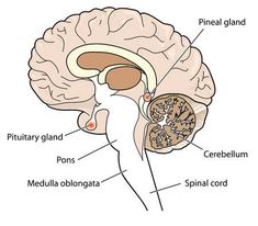 the structure of the human brain