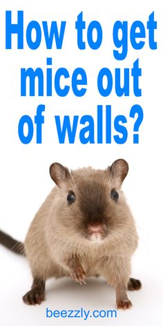 a rodent with the words how to get mice out of walls?