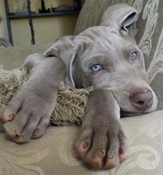 a gray dog laying on top of a couch