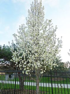 a small tree with white flowers in front of a black fence and green grass behind it