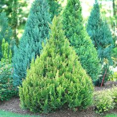 some very pretty green trees in the grass