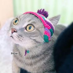 a gray cat wearing a pink and green knitted hat