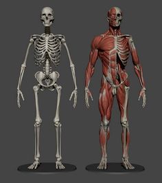 two human skeleton models, one showing the upper and lower half of the body with muscles highlighted