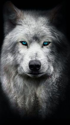 a white wolf with blue eyes looks into the camera while standing in front of a black background