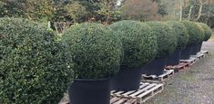 a row of black potted plants sitting on top of wooden pallets in front of trees