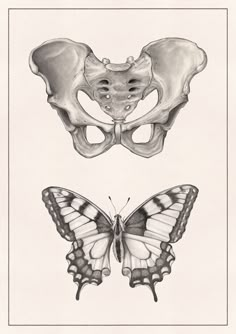 two different views of the bones and butterfly