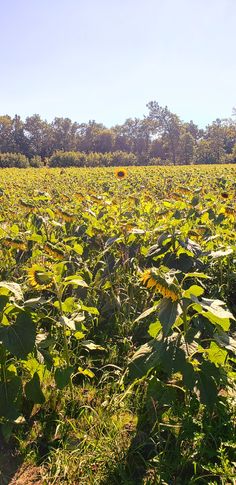 the sunflowers are blooming in this large field