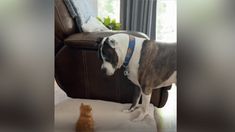 a dog standing next to a cat on the floor in front of a leather chair