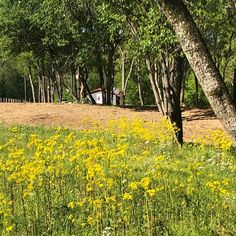 a field full of yellow flowers and trees