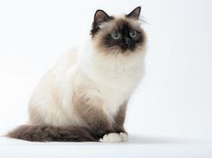 a siamese cat is sitting down and looking at the camera