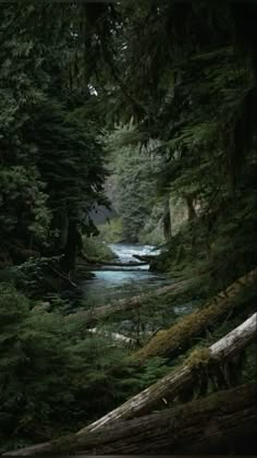 a river running through a lush green forest