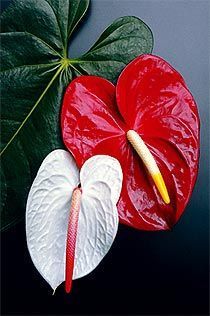 a red and white flower sitting next to a green leaf on top of a table