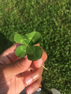 a person holding a four leaf clover in their left hand on the green grass covered ground