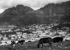 black and white photograph of cows grazing in front of the city with mountains behind them