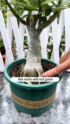 the roots will not grow in this pot