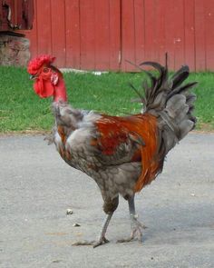 a rooster is walking on the pavement in front of a barn