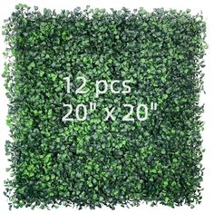 a square shaped boxwood hedge is shown with the words 12x20 inches on it