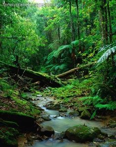 a small stream running through a lush green forest filled with lots of trees and plants