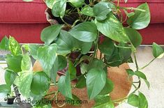 a potted plant sitting on top of a red couch