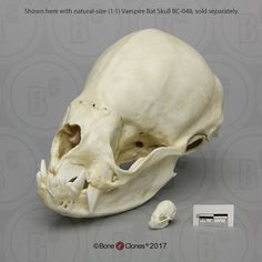 an animal's skull is shown with the lower jaw missing from its left side