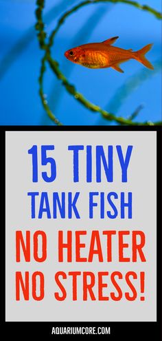 Create a Peaceful Aquarium Space Without Heaters Desk Fish Tank Ideas, Best Fish For Small Tanks, Fresh Water Puffer Fish Tank, Clownfish Fish Tank, Aquatic Terrarium, Micro Ecological Fish Tank, Coldwater Fish, Freshwater Puffer Fish Aquarium, Small Fish Tanks