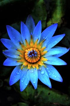 a blue and yellow flower with drops of water on it