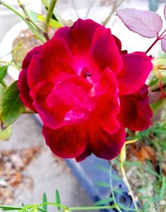 a large red flower sitting in a blue pot next to green plants and dirt ground