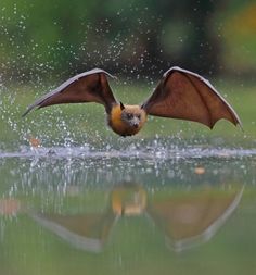 a bat flying over water with its wings spread out and it's head in the air