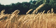 the tall grass is blowing in the wind