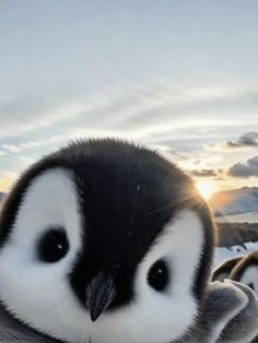 Top 10 Cutest Animals In The World Facts About Penguins, Fun Facts About Penguins, Cutest Animals In The World, Penguin Facts, Adelie Penguin, Some Interesting Facts, Animal Antics, Cutest Animals, Photo Story