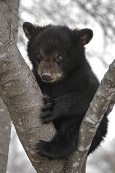 a black bear cub sitting in a tree looking at the camera with its paw up