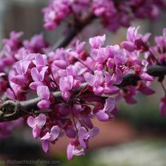 purple flowers are blooming on a tree branch