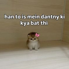 a small kitten with a pink bow sitting on the floor in front of a wall