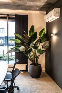 De strelitzia kunstplant in pot van Peter van Son Interieurobjecten. Green Nature, Birds Of Paradise, Architecture House, Office Space, Architecture, Van, Flowers, Green