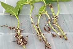 green plants sprouting from the ground on a clear plastic table with water and dirt