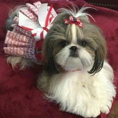 a small dog with a bow on it's head sitting on a red blanket