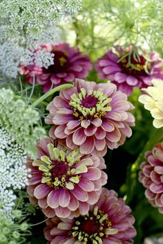 many different colored flowers are in the middle of some green leaves and plants behind them