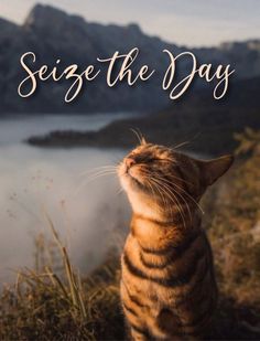 a cat looking up at the sky with text overlay saying seize the day