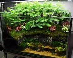 an aquarium with plants and rocks in it