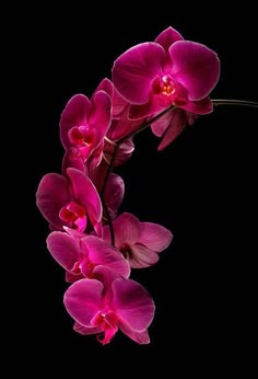 purple orchids are arranged in the shape of the letter c on a black background